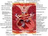 Anatomie:hart,longen,mediastinum,vagus,azygos,trachea,bronchus,vena cava,slokdarm,oesophagus,larynx,cor,diaphragma